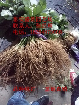 湘西全草莓苗种植基地