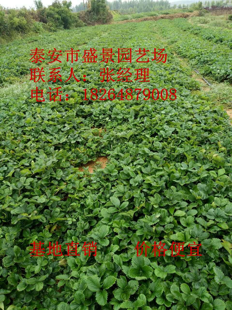 海南省牛奶草莓苗品种