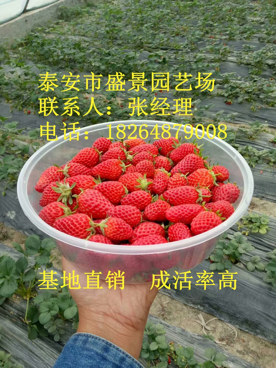 丽江市菠萝莓草莓苗格