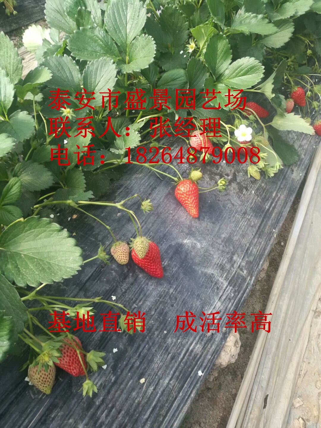 湘西全草莓苗种植基地