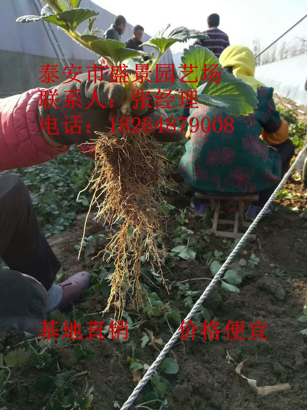 贺州市章姬草莓苗种植基地