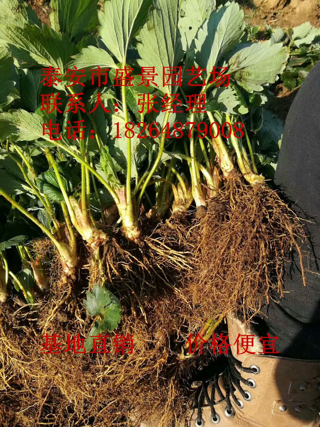 湘西全草莓苗种植基地