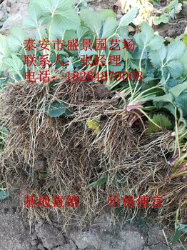 东莞市章姬草莓苗园艺场