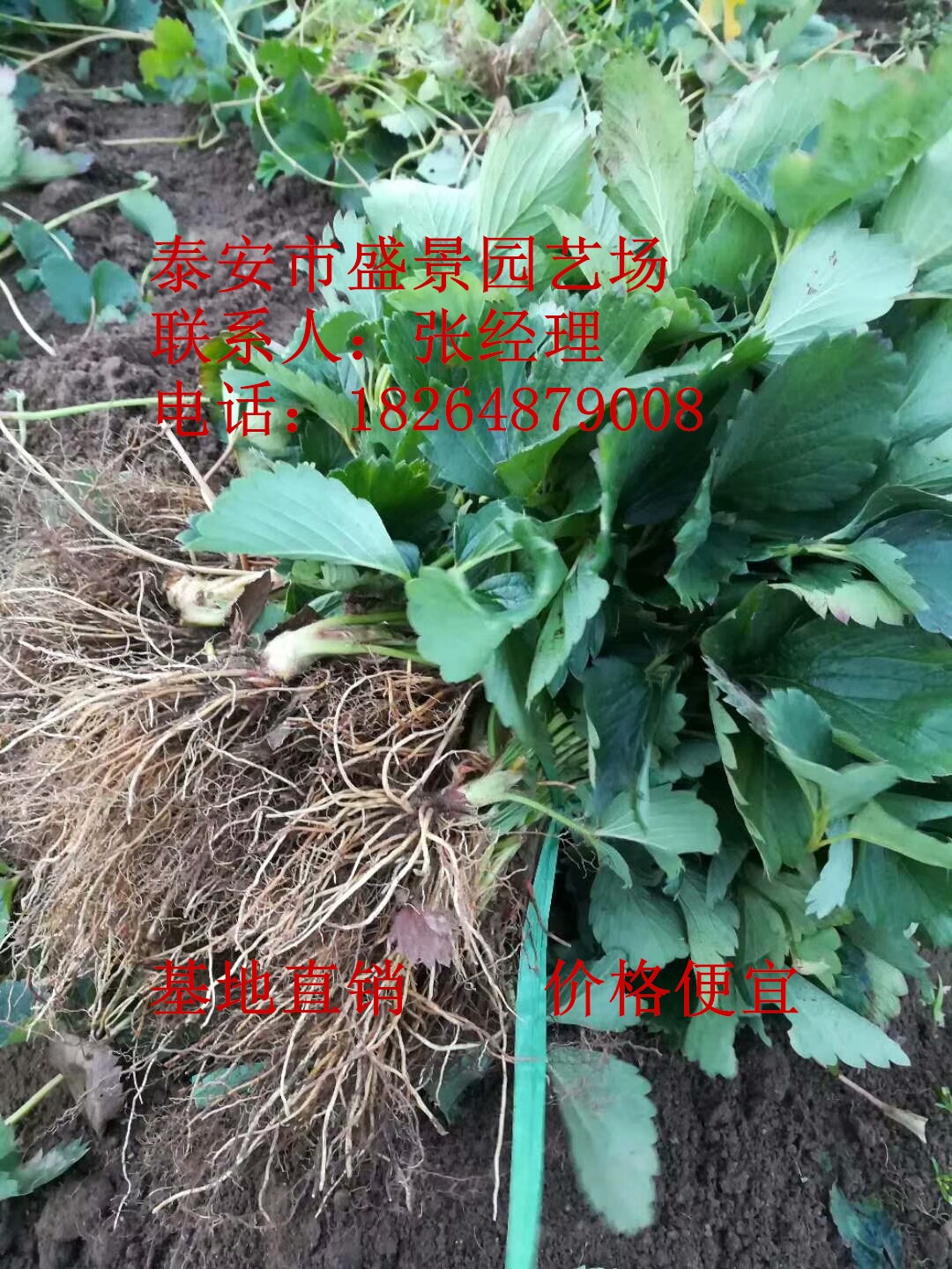 张家口市公主草莓苗种植基地