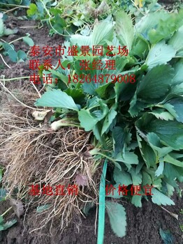 保定市大赛草莓苗种植基地