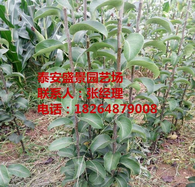 常德前景好的梨樹品種品種