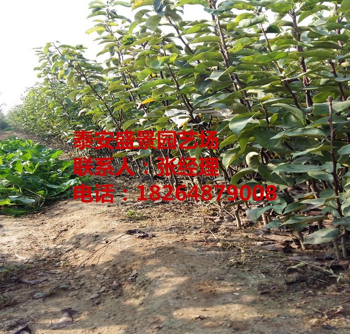湘潭哪里有梨樹苗賣基地