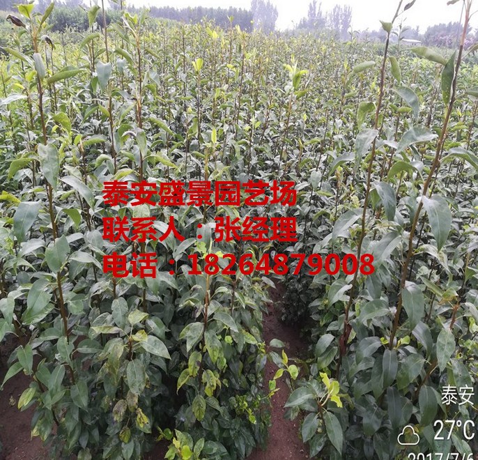 惠州紅梨樹苗批發(fā)