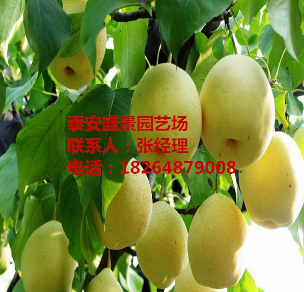 大同前景好的梨樹(shù)品種品種