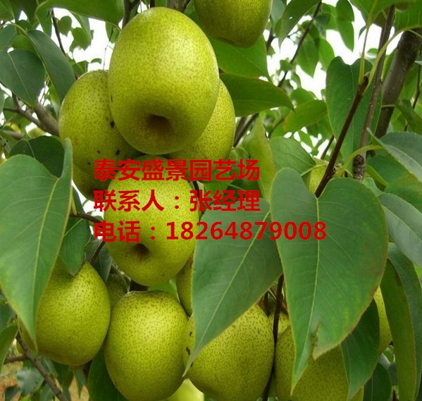 咸寧紅梨樹苗基地