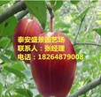 宜昌前景最好的梨树品种哪里便宜图片