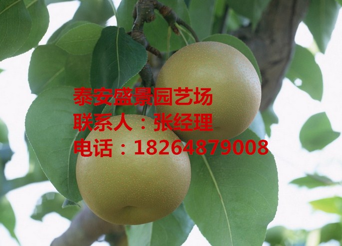 湘潭哪里有梨樹苗賣基地