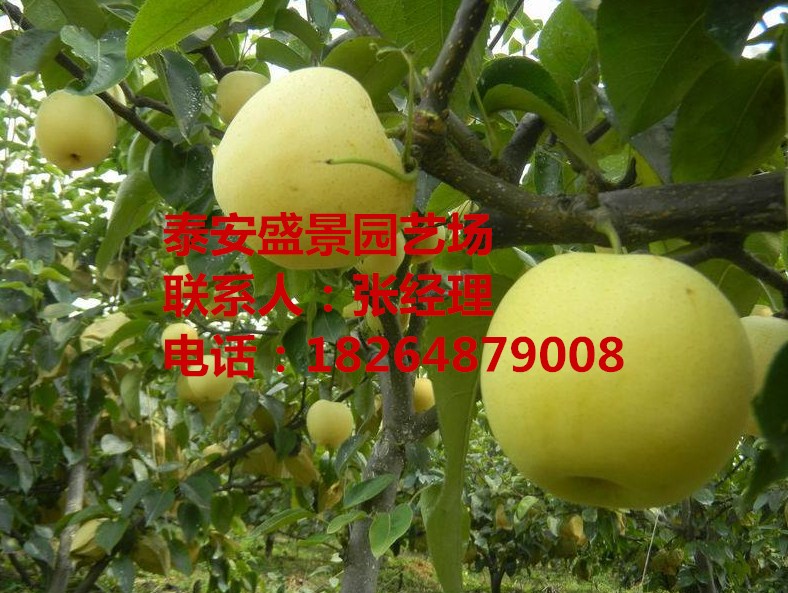 黃岡玉露香梨苗品種