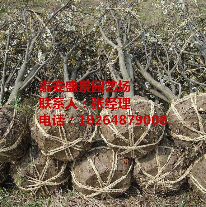 昭通庫爾勒香梨苗價格