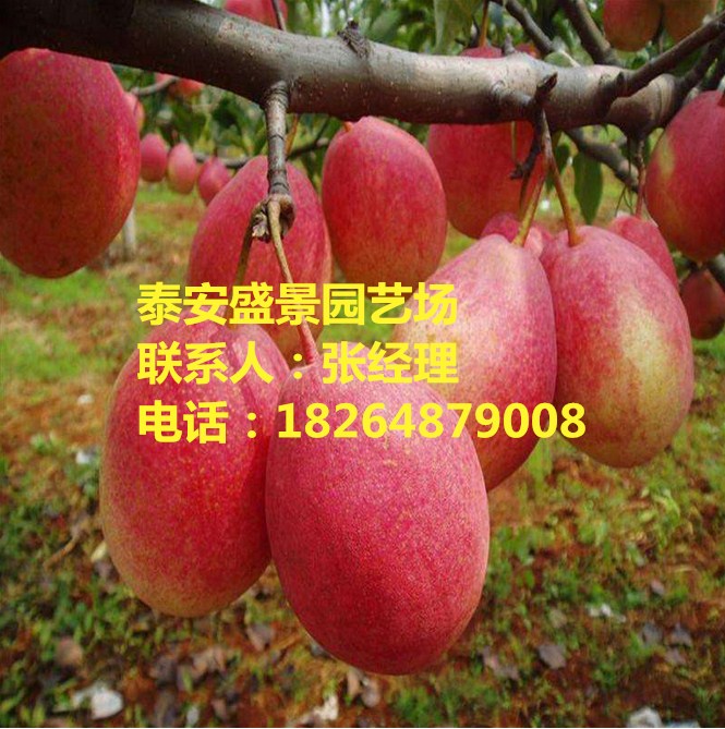 丹東早酥紅梨樹(shù)苗基地