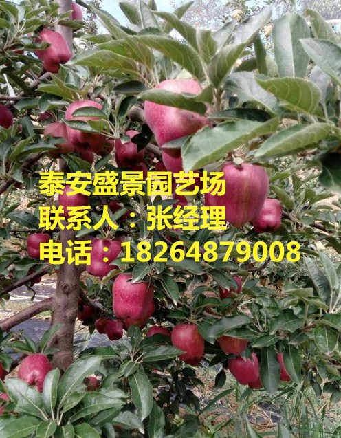 常德前景好的梨樹品種品種