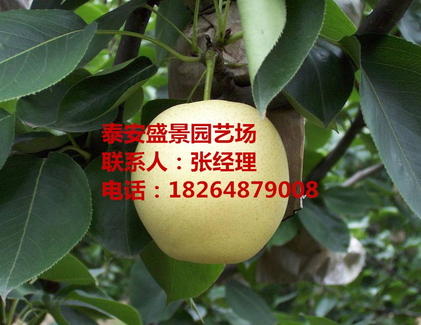 咸寧紅梨樹苗基地