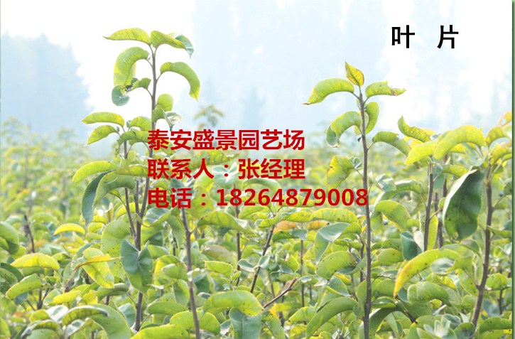衡水秋月梨樹苗基地