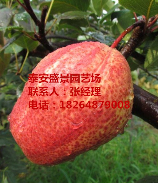 大同前景好的梨樹(shù)品種品種