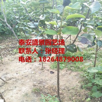 樂山秋月梨樹苗品種