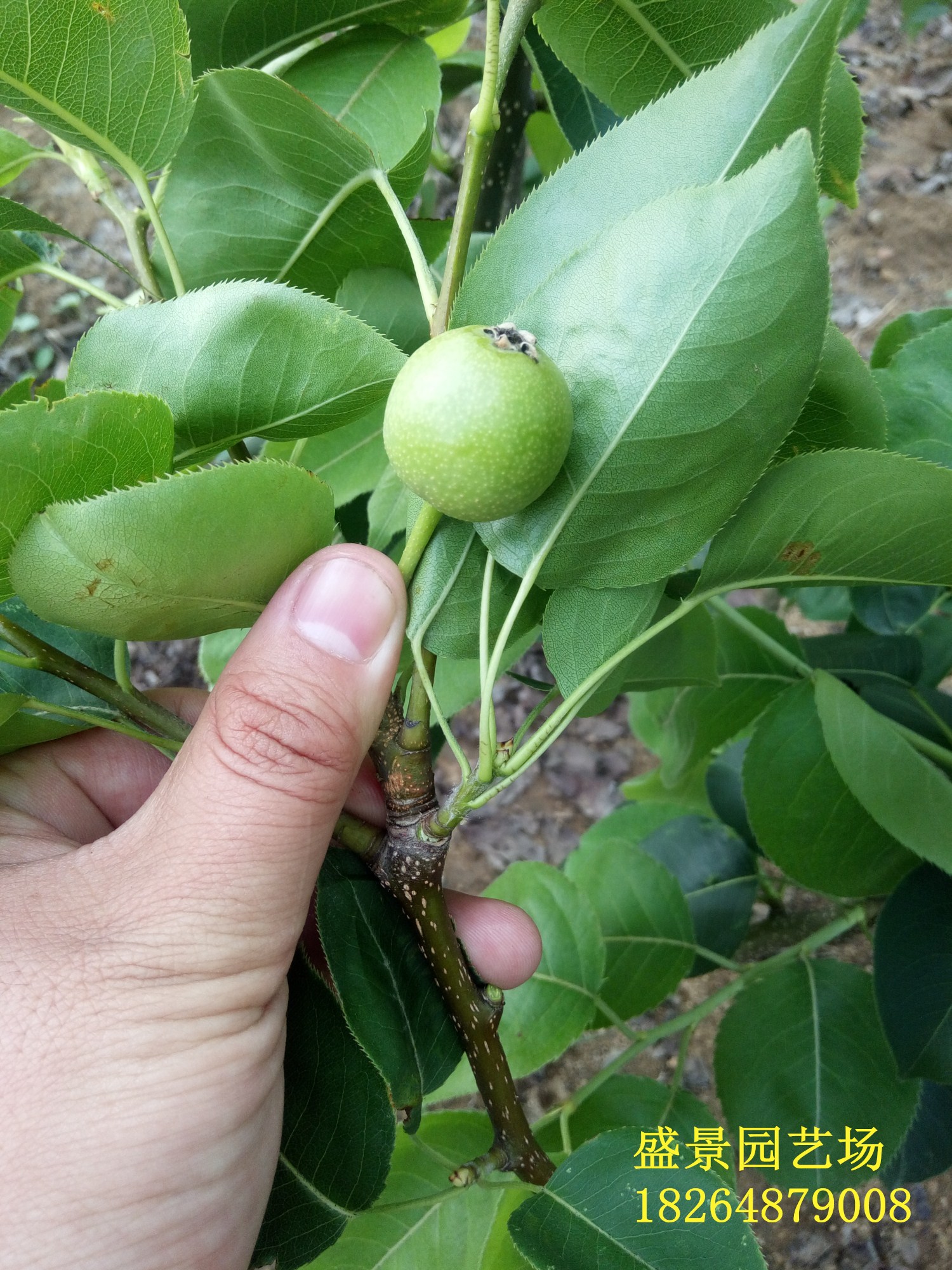 哈密玉露香梨苗基地