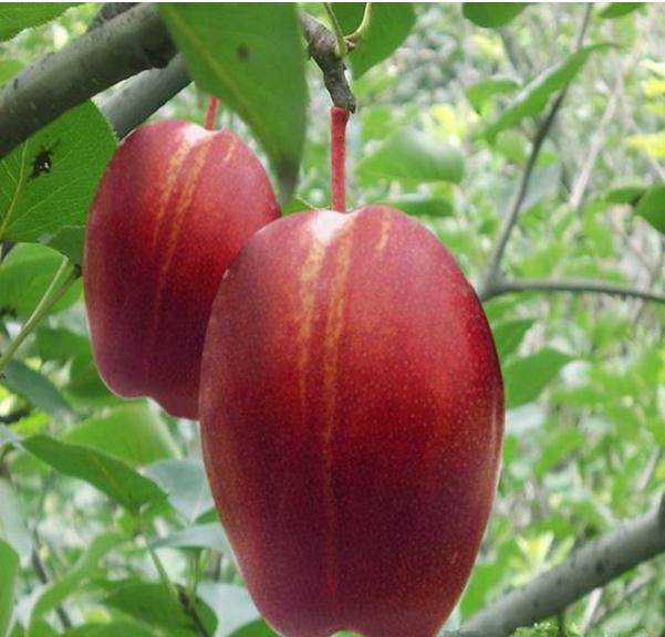 肇庆前景好的梨树品种多少钱一棵