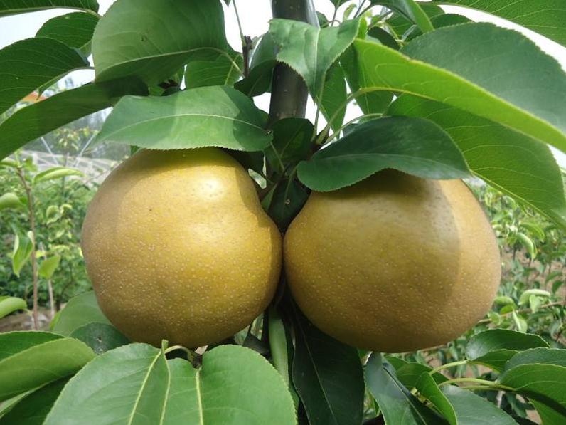 合肥早酥紅梨樹苗價(jià)格