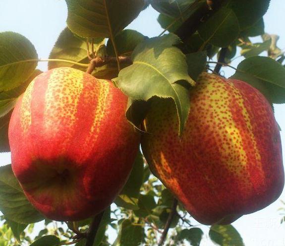 鄂爾多斯庫(kù)爾勒香梨苗園藝場(chǎng)
