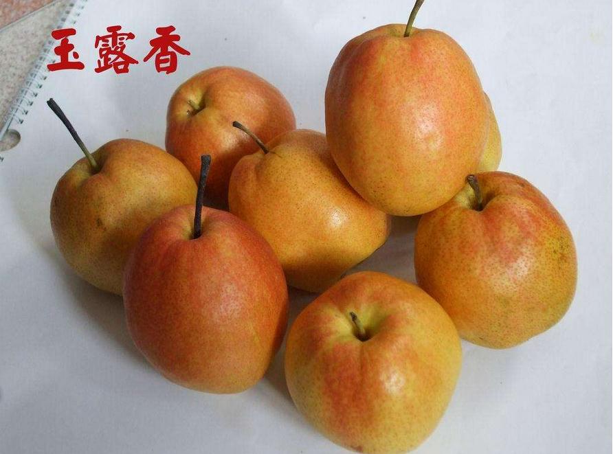 攀枝花紅梨樹苗多少錢一棵