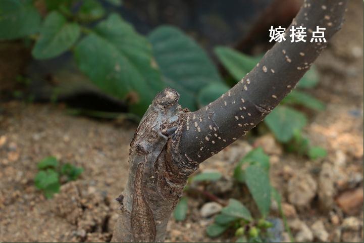 临沧柱状梨树苗基地