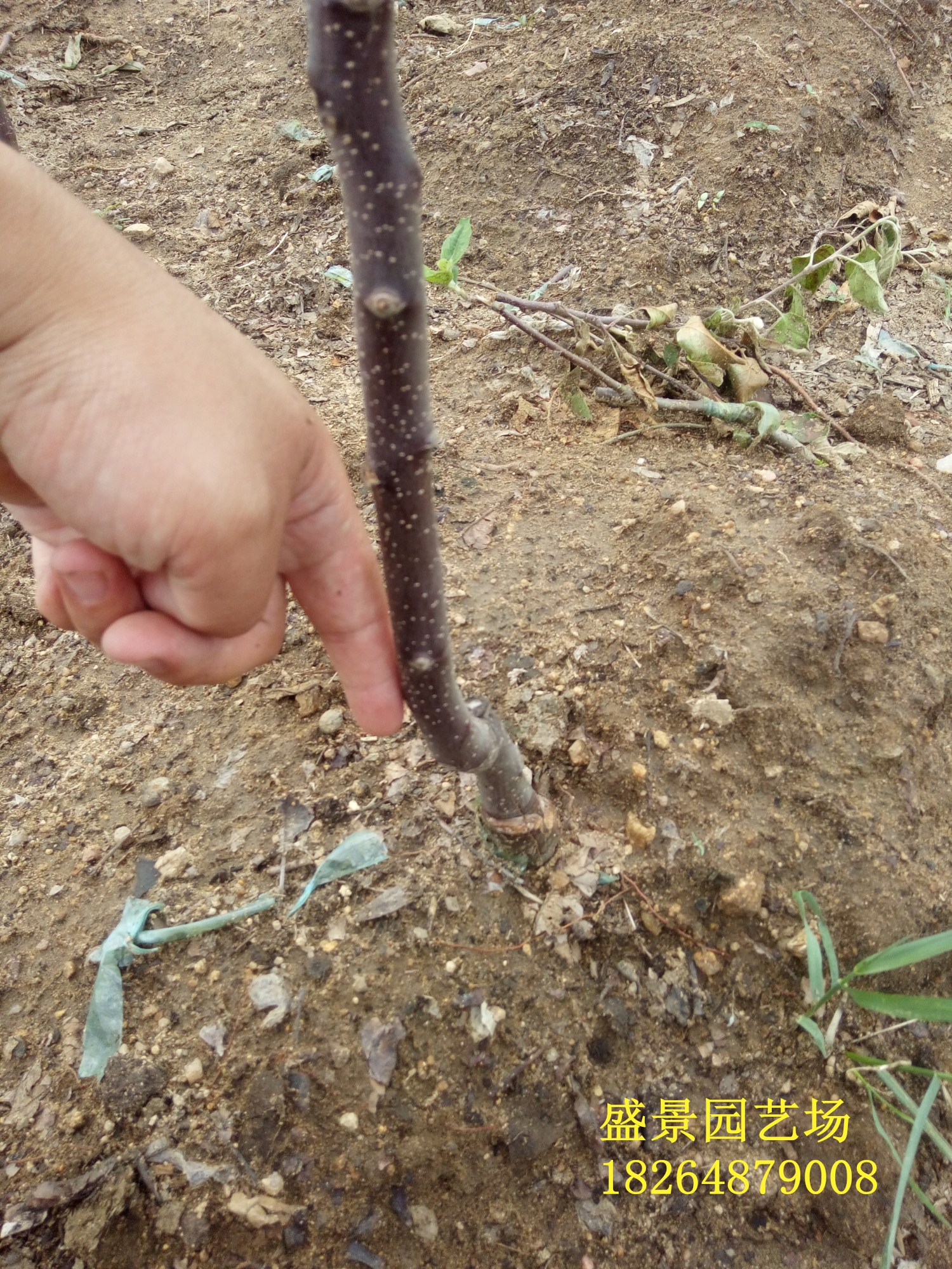 金華柱狀梨樹苗品種