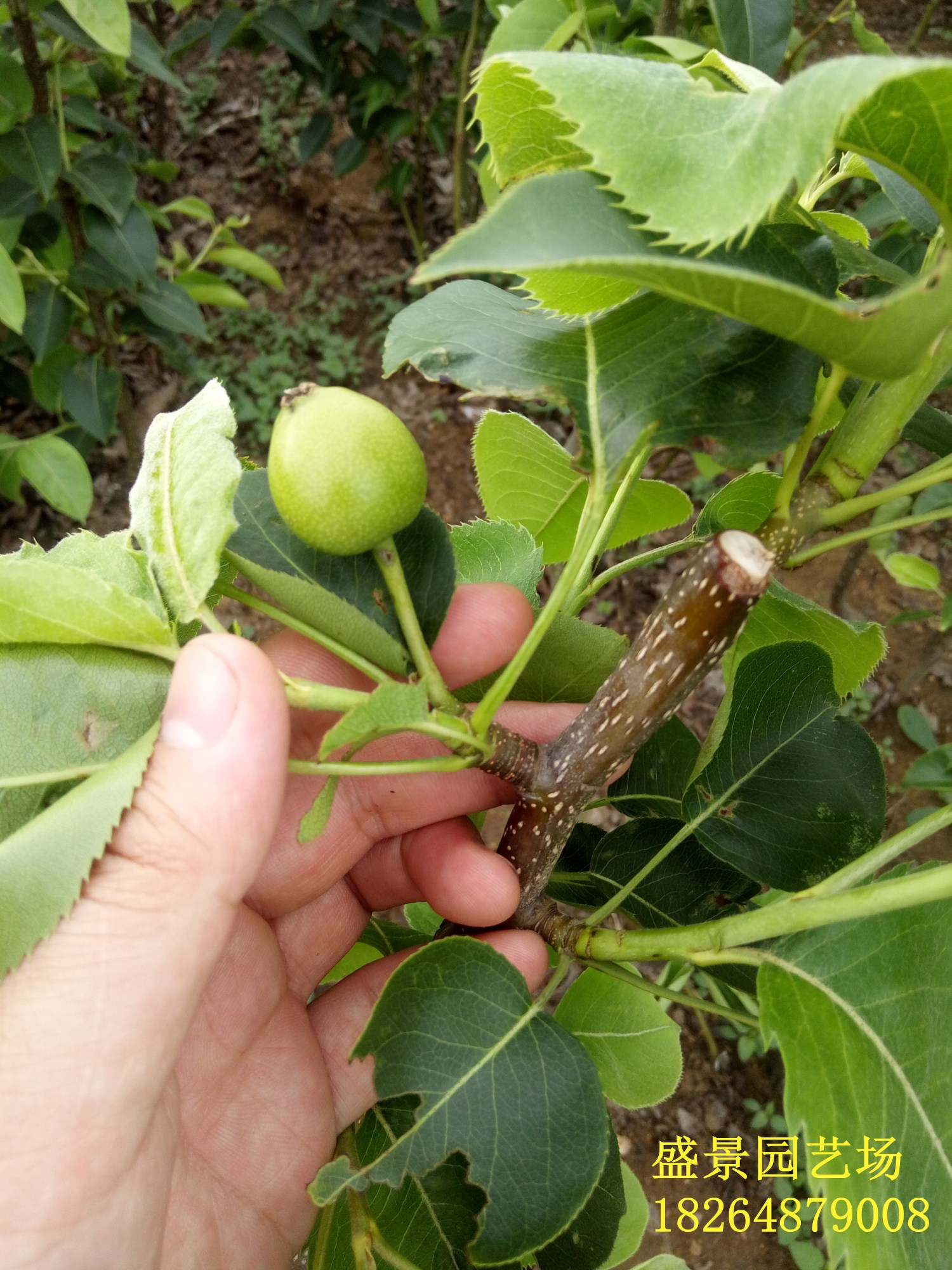 阳江柱状梨树苗批发