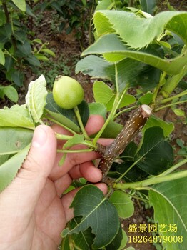 黔東南紅梨樹苗多少錢一棵