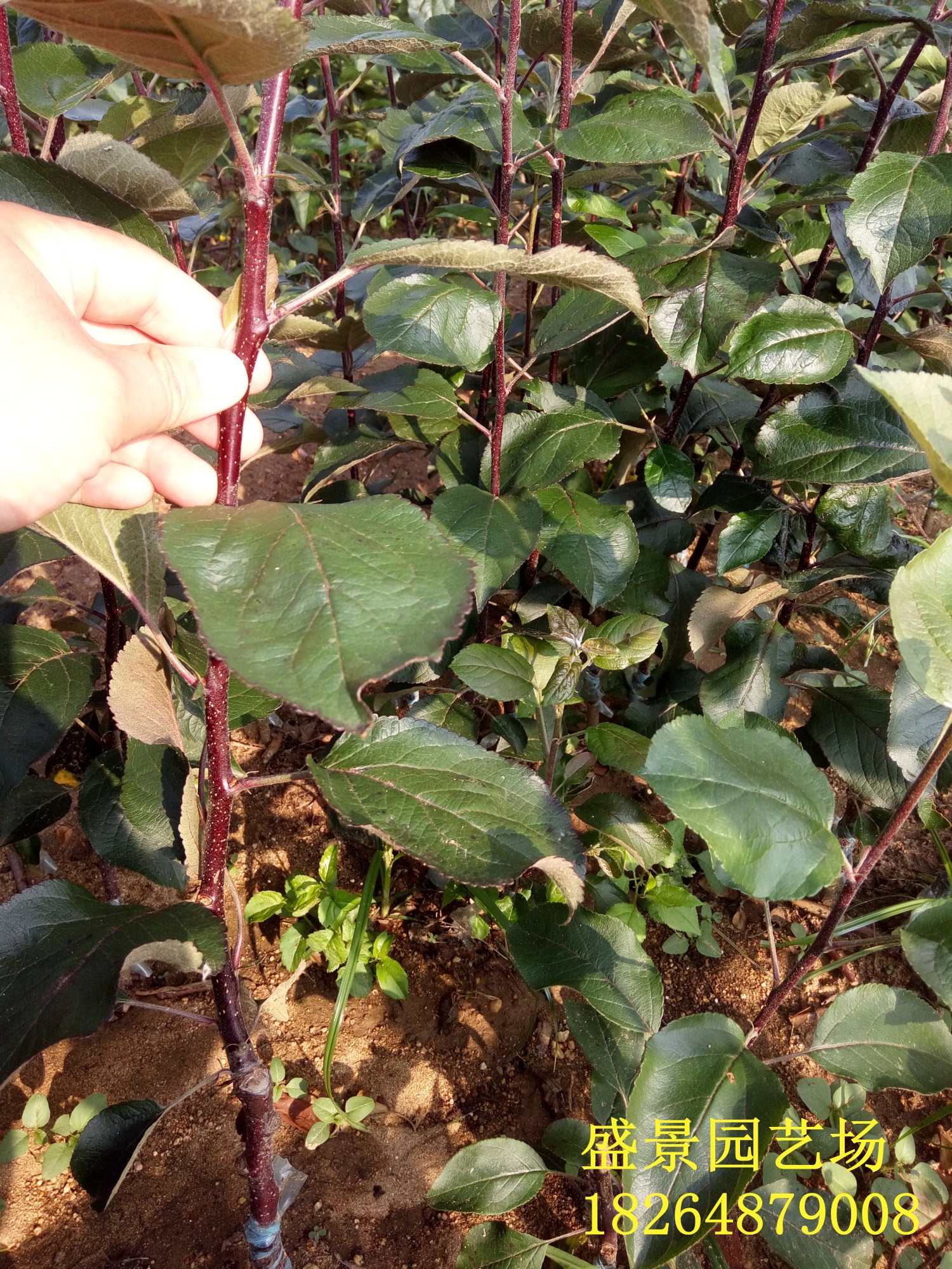 山南庫(kù)爾勒香梨苗批發(fā)