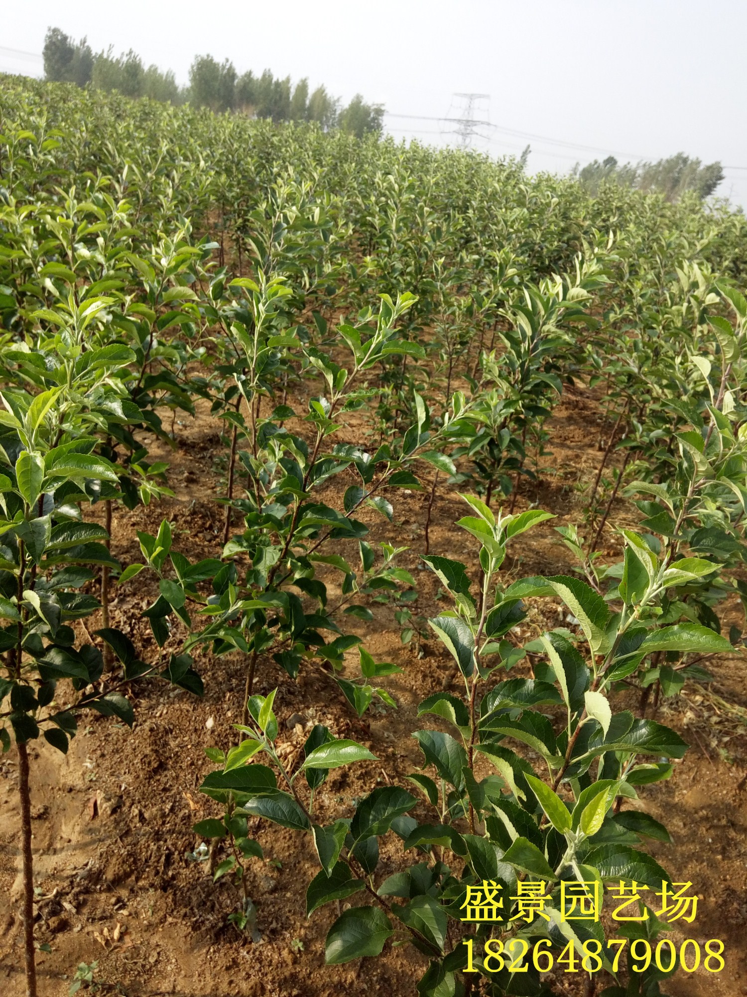 惠州紅香酥梨樹(shù)苗價(jià)格