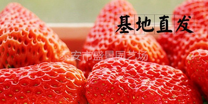 安阳章姬草莓苗种植基地