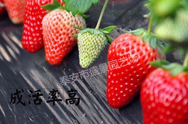 晋城爱莎草莓草莓苗园艺场