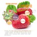 梧州白草莓草莓苗多少钱一棵