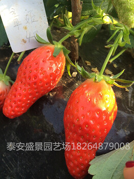 郑州红颜草莓苗批发