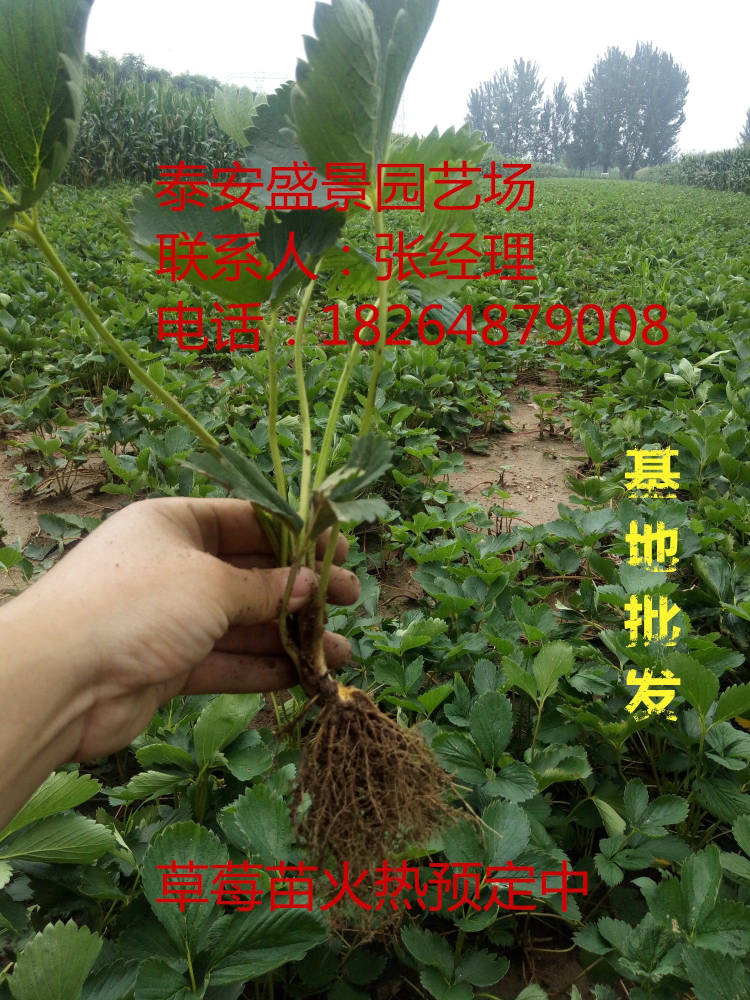 开封香蕉草莓草莓苗园艺场