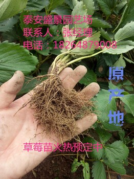 阿拉善全草莓苗价格