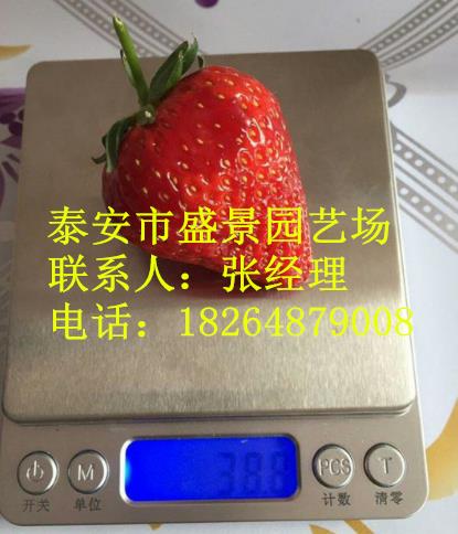梅州丰香草莓苗价格