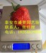 达州丰香草莓苗价格