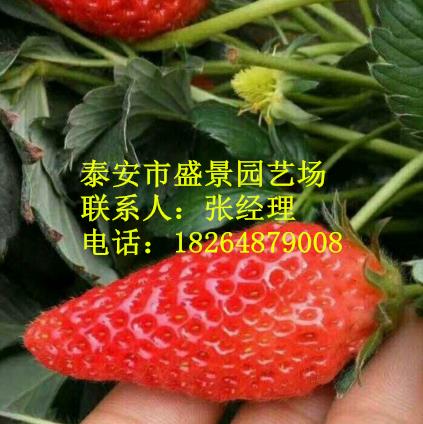 吴忠章姬草莓苗种植基地