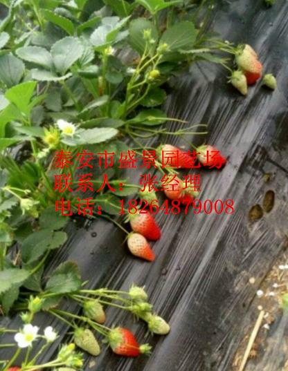 衢州章姬草莓苗种植基地