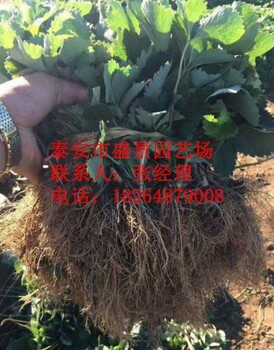 德宏红颜草莓苗批发