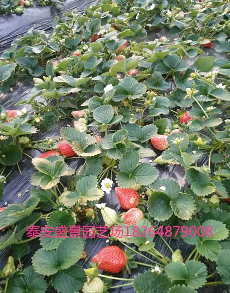 双鸭山章姬草莓苗种植基地