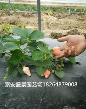 江门奶油草莓草莓苗种植基地