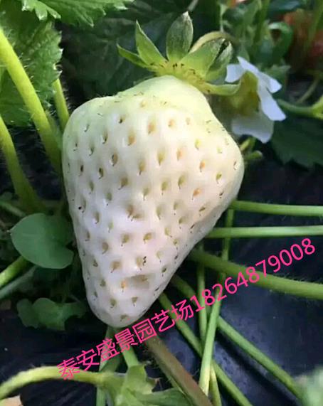 宁波菠萝莓草莓苗种植基地