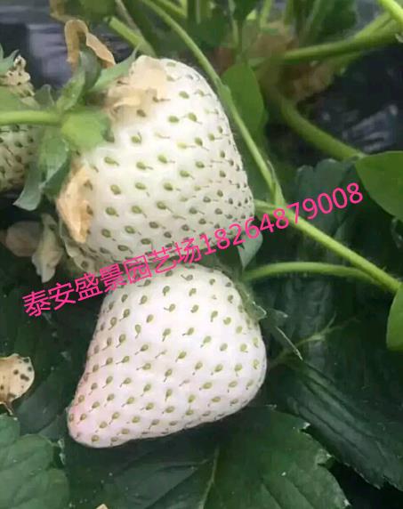 宜昌香蕉草莓草莓苗园艺场